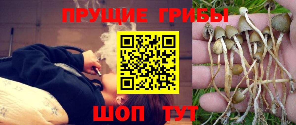 Псилоцибиновые грибы прущие грибы Шелехов